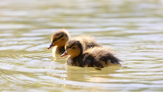Patitos nadando, &aacute;nade real (Anas platyrhynchos)