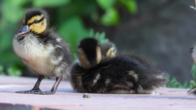 Madre pato y patitos acical&aacute;ndose, &Aacute;nade real (Anas platyrhynchos)