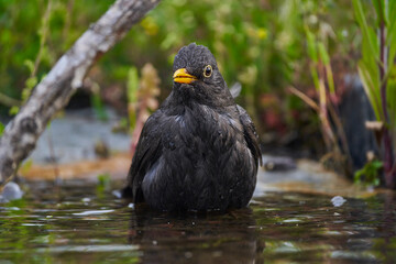 mirlo común o, más comúnmente, mirlo (Turdus merula) en el estanque del parque