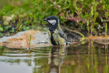carbonero bañándose en el estanque del bosque (Parus major) Andalucía España