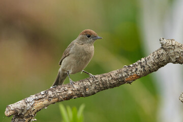 curruca capirotada (Sylvia atricapilla)