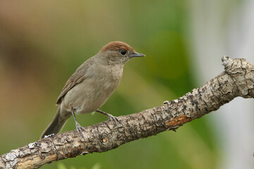 curruca capirotada (Sylvia atricapilla)