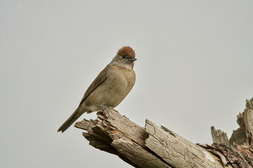 curruca capirotada (Sylvia atricapilla)
