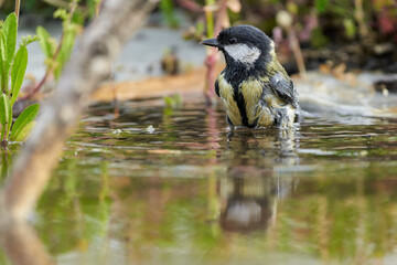carbonero bañándose en el estanque del bosque (Parus major) Andalucía España