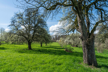 Streuobstwiese mit Birnbaum im Frühling