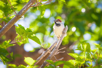 Gorrión común (Passer domesticus) sobre la rama de un árbol un día soleado