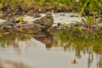 escribano soteño hembra o escribano de garganta negra (Emberiza cirlus)