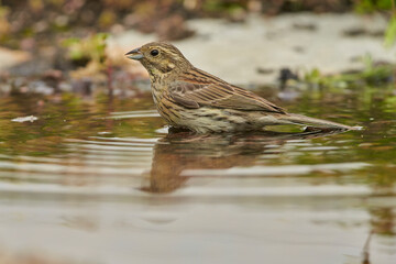 escribano soteño hembra o escribano de garganta negra (Emberiza cirlus)