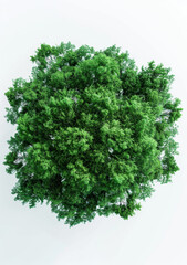 Obraz premium Studio, tree and natural top for ecology, nature and environmental growth for agriculture. Earth day, sustainable and eco friendly plant for climate change, white background and botanical in spring