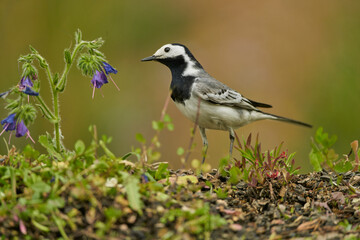 lavandera blanca​ o aguzanieves (Motacilla alba) en el estanque del parque