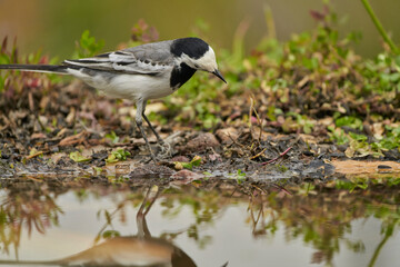 lavandera blanca​ o aguzanieves (Motacilla alba) en el estanque del parque