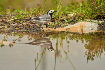 lavandera blanca​ o aguzanieves (Motacilla alba) en el estanque del parque