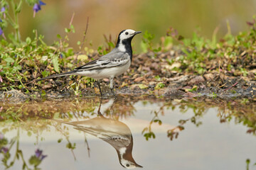 lavandera blanca​ o aguzanieves (Motacilla alba) en el estanque del parque