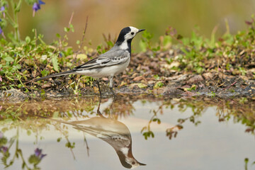 Obraz premium lavandera blanca​ o aguzanieves (Motacilla alba) en el estanque del parque