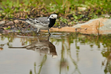 lavandera blanca​ o aguzanieves (Motacilla alba) en el estanque del parque