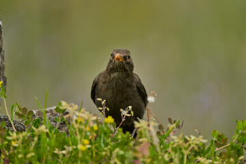 mirlo común o, más comúnmente, mirlo (Turdus merula) en el estanque del parque