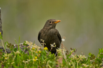 mirlo común o, más comúnmente, mirlo (Turdus merula) en el estanque del parque
