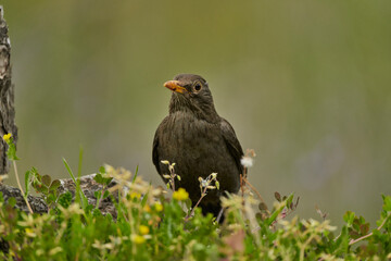 mirlo com&uacute;n o, m&aacute;s com&uacute;nmente, mirlo (Turdus merula) en el estanque del parque
