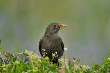 mirlo común o, más comúnmente, mirlo (Turdus merula) en el estanque del parque
