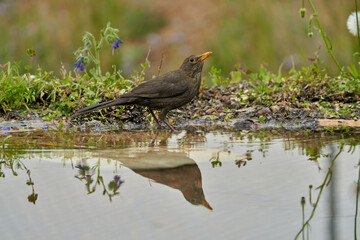mirlo común o, más comúnmente, mirlo (Turdus merula) en el estanque del parque