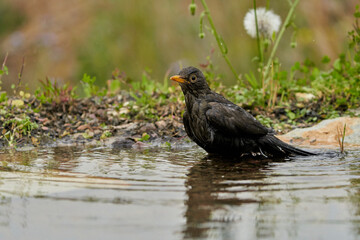 mirlo común o, más comúnmente, mirlo (Turdus merula) en el estanque del parque