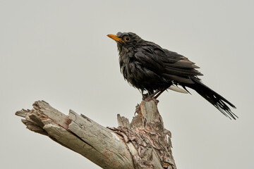 mirlo común o, más comúnmente, mirlo (Turdus merula) en el estanque del parque