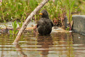 mirlo común o, más comúnmente, mirlo (Turdus merula) en el estanque del parque