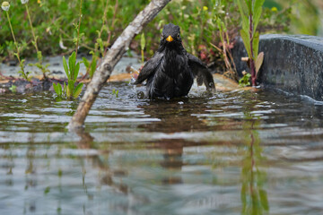 mirlo común o, más comúnmente, mirlo (Turdus merula) en el estanque del parque