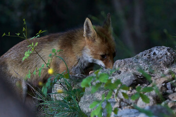 zorro europeo en el bosque mediterráneo 