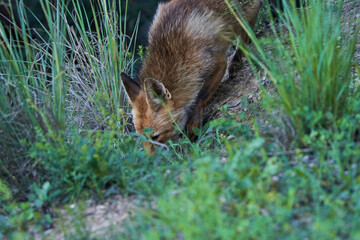 zorro europeo en el bosque mediterráneo 