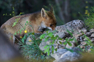 zorro europeo en el bosque mediterráneo 