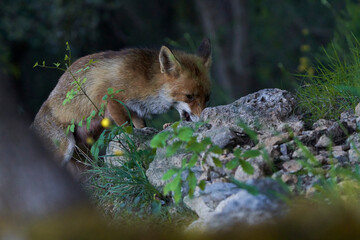 zorro europeo en el bosque mediterráneo 