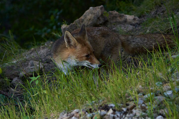 zorro europeo en el bosque mediterráneo 