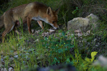 zorro europeo en el bosque mediterráneo 