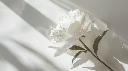 Capture the elegance of a white peony blossom delicately casting shadows under the warm sunlight against a pristine white backdrop in this exquisite fine art poster Perfect for sending flor