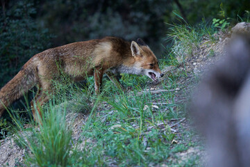 zorro europeo en el bosque mediterráneo 