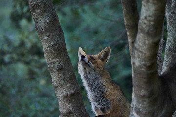 zorro europeo en el bosque mediterráneo