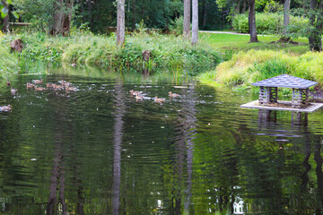 pond in a park with ducks