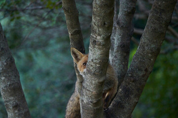 zorro europeo en el bosque mediterráneo