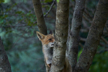 zorro europeo en el bosque mediterr&aacute;neo
