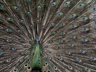 Fototapeta premium The male green peacock show of the tail