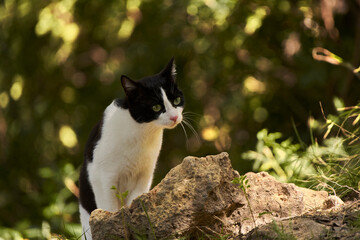 gato blanco y negro en el bosque