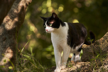Naklejka na ściany i meble gato blanco y negro en el bosque
