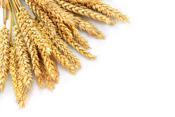 Wheat ears on a white background with space for text. Top view, flat lay