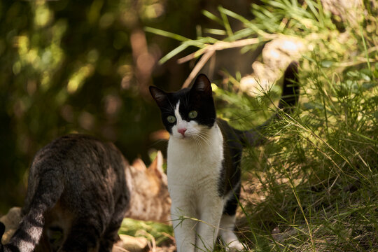 gato blanco y negro en el bosque