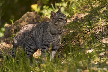 gato pardo sobre la hierva verde 