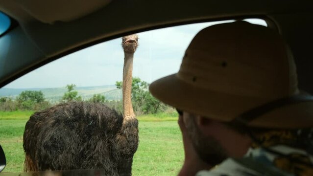 man traveler in safari hat takes photo from vehicle for ostriches. Traveling photographer taking photos during safari. man traveler and photographer standing in desert looking at wildlife animals