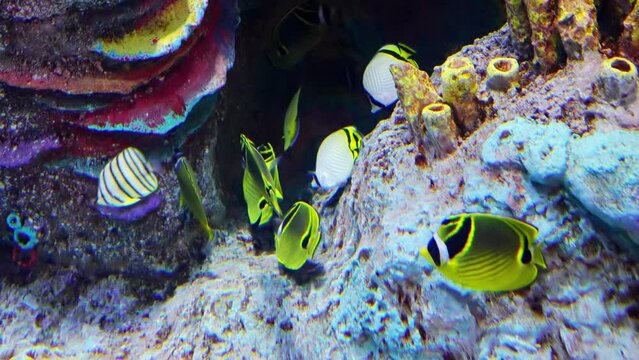 Beautiful tropical fish in an aquarium or ocean near coral reefs.