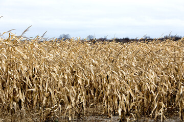 a cornfield in autumn ready to be harvested