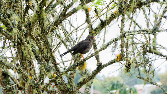 El zorzal colorado (Turdus rufiventris),3​4​ tambi&eacute;n conocido como zorzal com&uacute;n (en Uruguay), o chalchalero (en el norte de Argentina), o tordo de vientre rufo,5​ es una especie de ave paseriforme de 